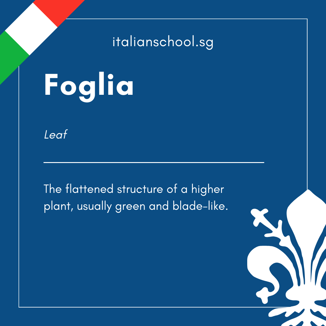 Italian Word of the Day! - Foglia